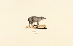 Fiatal hím Babirusa alkotó: Jacques Christophe Werner