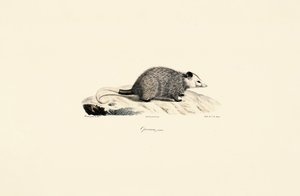 Fiatal oposszum alkotó: Jacques Christophe Werner