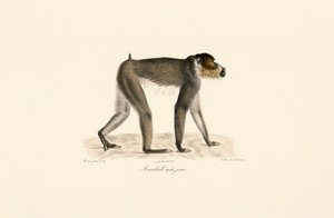 Fiatal hím mandrill alkotó: Jacques Christophe Werner