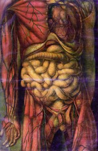 Beleket ábrázoló férfi törzse, „Anatomie Generale des Visceres en Situation”, 1752 (mezzotint)