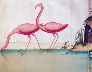 Rózsaszín flamingók, Galápagos-szigetek, akvarell naplóból Jacques Gouin de Beauchesne (1652-1730), a Compagnie royale de la Mer du Sud kapitánya, 1698-tól 1701-ig, Franciaország