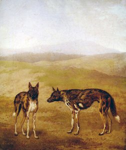 Két afrikai vadászkutya (olaj, vászon) alkotó: Jacques-Laurent Agasse
