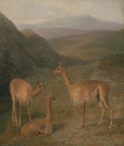 Vicunas alkotó: Jacques-Laurent Agasse