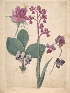 Tanulmányok a virágokról: rózsa, szívborsó, édes borsó, kerti borsó..., 16. század. alkotó: Jacques Le Moyne