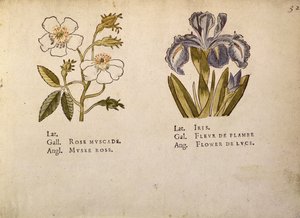 Rose és Iris, a La Clef des Champs-ból alkotó: Jacques Le Moyne