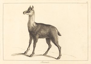 Chamois (Chamois)   1251473   hu       hungarian Successfully Translated  Original: Isnt he coming soon? Translat: Isn