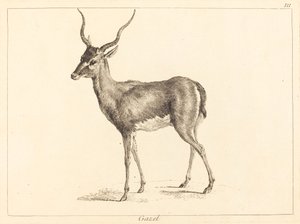 Gazella (Gazelle)