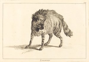 Loucervier (hiéna)