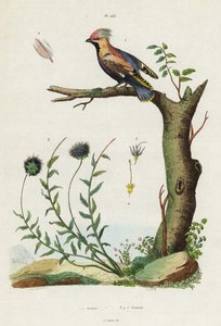 Bohém viaszszárny és birka bitó.