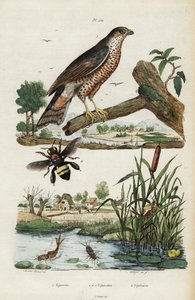 Sparrowhawk, Mayfly and Bee., 1834-1839 (metszet)