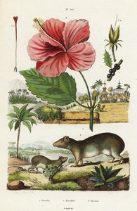 Sziklabarlang és kínai hibiszkusz.