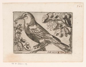 Vogel Chuta marina (cím a tárgyon) Vogels (sorozat címe) alkotó: Jacques de Fornazeris (possibly)