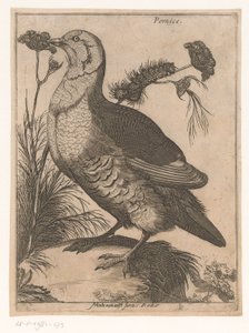 Partridge Pernice (cím az objektumon) Kilenc madár (sorozat címe)