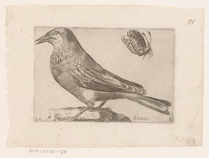 Seregély (Sturnus vulgaris) Lemondás (cím az objektumon) Madarak (sorozat címe)