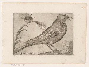 Seregély (Sturnus vulgaris) Storno (cím az objektumon) Madarak (sorozat címe)