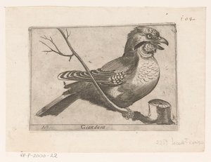 Jay (Garrulus glandarius) Giandara (cím az objektumon) Madarak (sorozat címe)