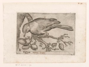 Vogel Poli gola (cím a tárgyon) Vogels (sorozat címe)