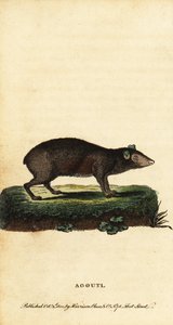 Agouti, Dasyprocta fajok. ,1800 (metszet)