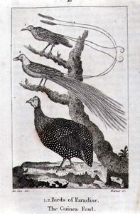 Paradicsommadarak és gyöngytyúk, Oliver Goldsmith „A Föld és az animált természet története” című művéből, Londonban megjelent alkotó: Jacques de Seve