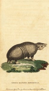 Brazil háromsávos tatu, Tolypeutes tricinctus, 1800 (metszet)