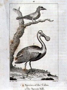 Calao és a Spoon Bill, Oliver Goldsmith "A History of the Earth and Animated Nature" című, Londonban kiadott művéből.