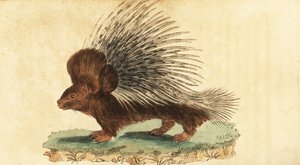 Tarajos sertés, Hystrix cristata.,1800 (metszet)
