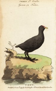Eurázsiai szárcsa, Fulica atra