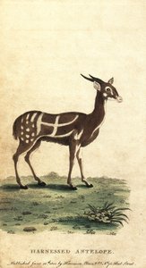 Harnesed bushbuck vagy kewel, Tragelaphus scriptus.,1800 (metszet)