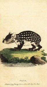 Alföldi paca vagy foltos paca, Cuniculus paca.,1800 (metszet)