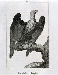 Pondicherry Eagle, a "History of the Earth and Animated Nature"-ből, Oliver Goldsmithtől, megjelent Londonban