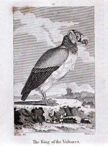 A keselyűk királya, a "Föld története és az animált természet" című könyvéből, Oliver Goldsmithtől, megjelent Londonban