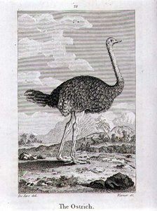 A strucc a "A Föld és az animált természet története" című művéből, Oliver Goldsmithtől, megjelent Londonban