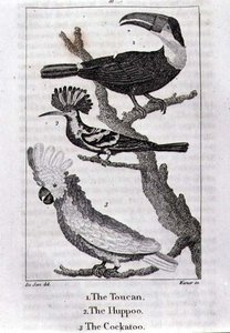 A tukán, a púp és a kakadu, Oliver Goldsmith „A Föld és az animált természet története” című művéből, Londonban megjelent