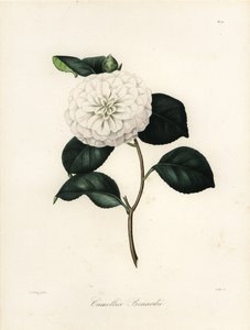 Camellia japonica fajta, Camellia bonardii vagy Camellia bonnardii
