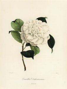 Camellia japonica fajta, Camellia delicatissima