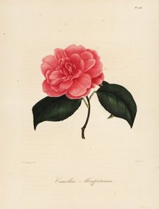 Camellia japonica fajta, Camellia monfortiana