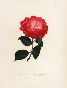 Camellia japonica fajta, Camellia myrthyfolia