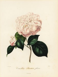Camellia japonica fajta, Camellia punctata plena