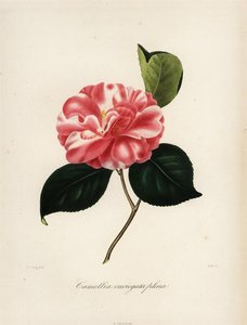Camellia japonica fajta, Camellia variegata plena