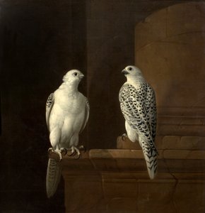 Két izlandi sólyom alkotó: Jakob Bogdani or Bogdany