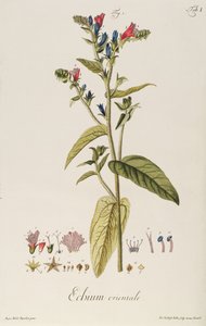 Echium: Orientale from "Icones Plantarum", c.1763 (engraving) alkotó: Jakob Christoph Keller