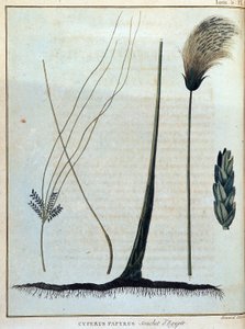 Cyperus papyrus, egyiptomi törzs - in: James Bruce "Utazás Núbiába és Abesszíniába a Nílus forrásainak felfedezésére 1768 és 1772 között", 1. kötet, Párizs. alkotó: James Bruce