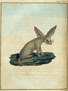 Fennec – a „” Utazás Núbiába és Abesszíniába című filmben a Nílus forrásainak felfedezésére vállalkozott 1768 és 1772 között”, James Bruce, vol. 1, Párizs alkotó: James Bruce