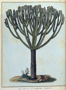Kol-quall (Kol quall), euphorbia (kaktusz) – a „” Utazás Núbiába és Abesszíniába című művében, amely a Nílus forrásainak felfedezésére vállalkozott 1768 és 1772 között”, James Bruce, 1. köt. 1, Párizs alkotó: James Bruce