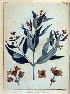 Rack, avicenne – a „” Utazás Núbiában és Abesszíniában című művében a Nílus forrásainak felfedezésére vállalkozott 1768 és 1772 között”, James Bruce, 1. köt. 1, Párizs alkotó: James Bruce