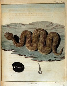 Kígyó – a „” Utazás Núbiába és Abesszíniába című filmben a Nílus forrásainak felfedezésére vállalkozott 1768 és 1772 között”, James Bruce, Párizs