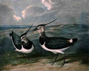 Lile, a British Feather Game 9. táblája, metszett: Charles Turner (1773-1857), pub. R. Ackermann, 1810 körül (mezzotinta metszet) alkotó: James (after) Barenger