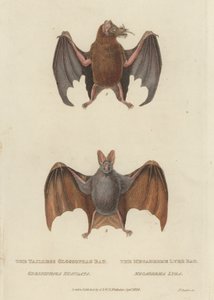 Farok nélküli Glossophag Bat és Megaderme Lyre Bat (színes gravírozás) alkotó: James (after) Basire