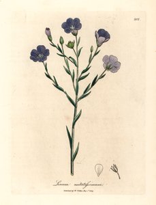 Kék virágú len, Linum usitatissimum, James Sowerby botanikai illusztrációjából William Woodville-ből és Sir William Jackson Hooker "Orvosi botanikája" 1832-ből (kézszínű rézmetszet) alkotó: James (after) Sowerby