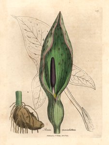 Közönséges arum, Arum maculatum, James Sowerby botanikai illusztrációjából William Woodville-ből és Sir William Jackson Hooker "Medical Botany" című művéből 1832 (kézszínű rézmetszet) alkotó: James (after) Sowerby